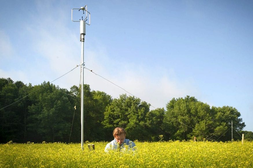 Richard Rizzitello sets up a pollen collector in a field of Camelina sativa