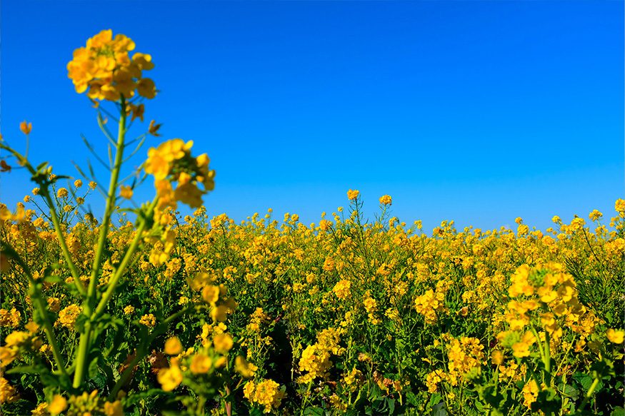 canola plants