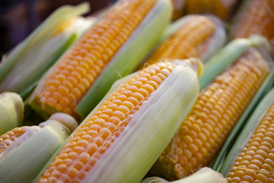 Corn Cobbs