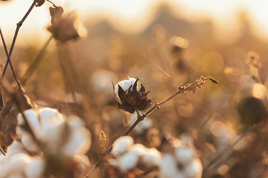 cotton plant