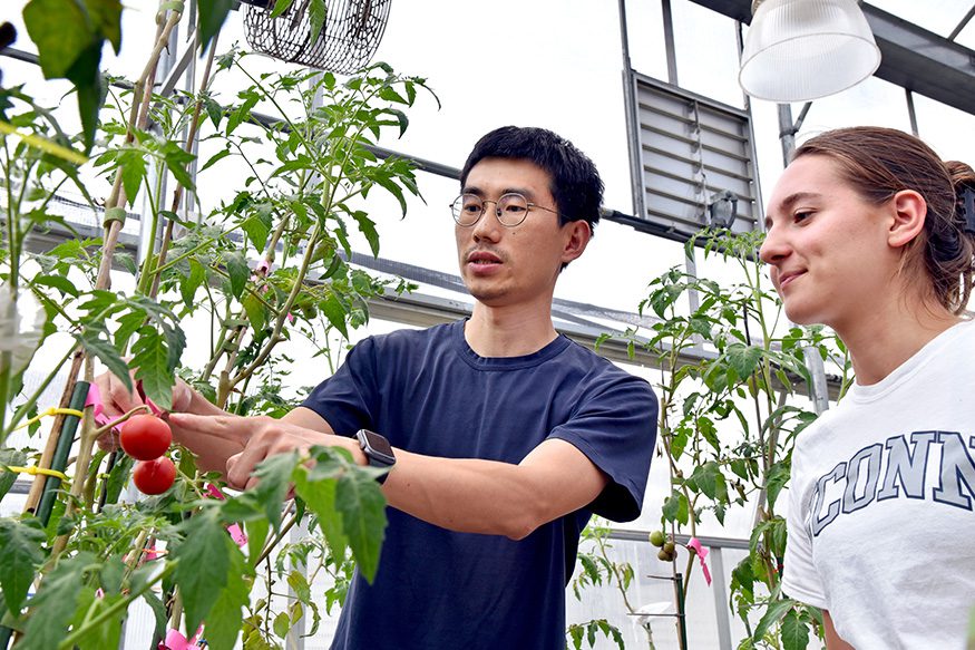 inspecting CRISPR tomatoes in the greenhouse