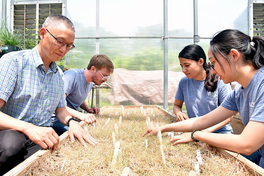 inspecting turfgrass in the greenhouse
