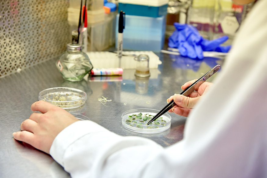 moving samples of tomato leaves in petri dish for inspection with microscope